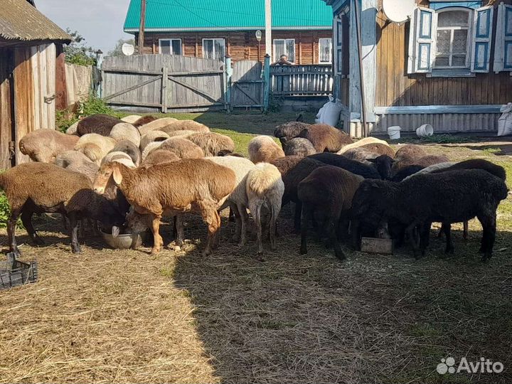 Курдючные ярки и барашки