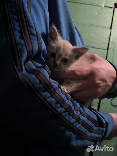 Котенок мальчик