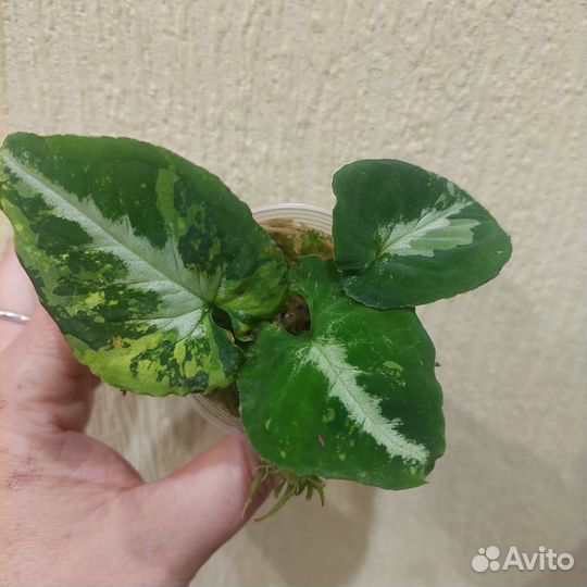 Комнатные растения