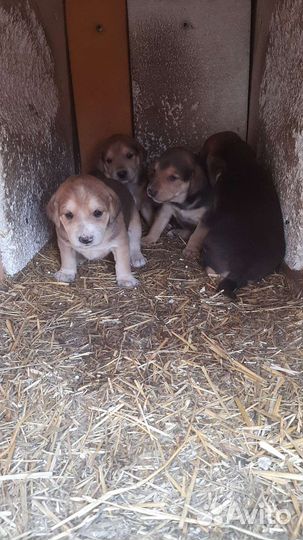 Щенки русской гончей
