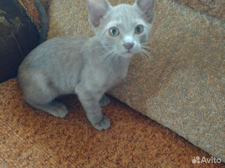 Канадский сфинкс кошка