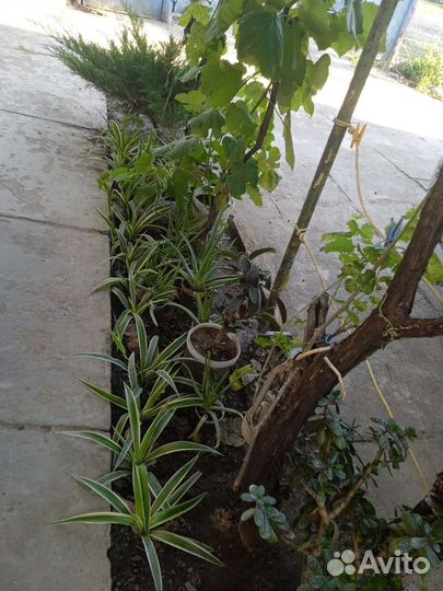 Комнатные цветы