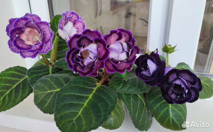 Глоксиния цветущая