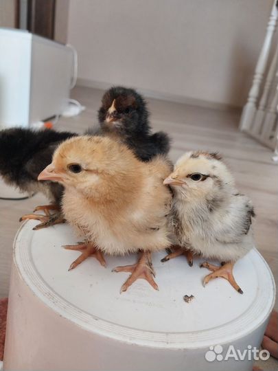 Цыплята от породных кур