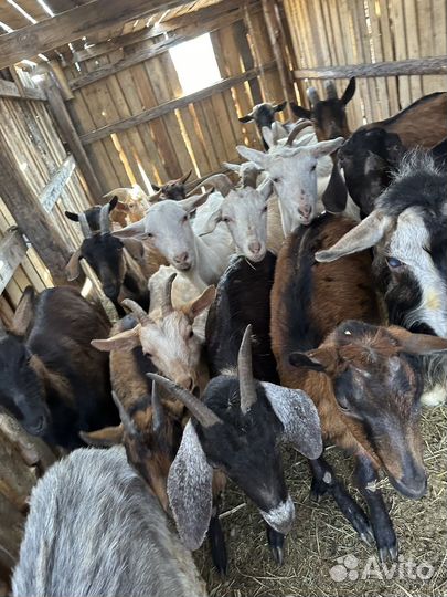 Козы и козлята