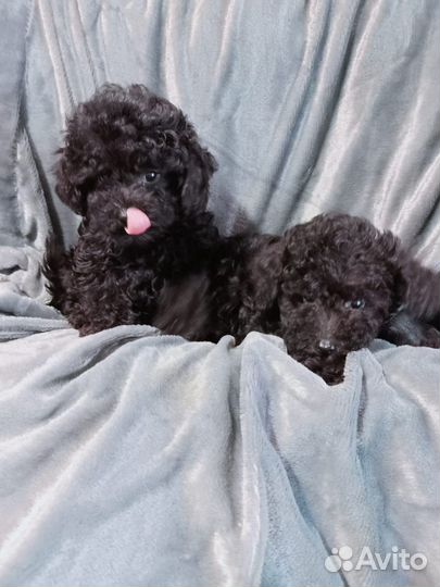 Той-пудель мальчик