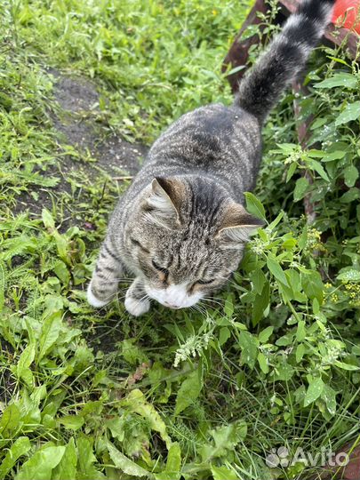 Котик Семен