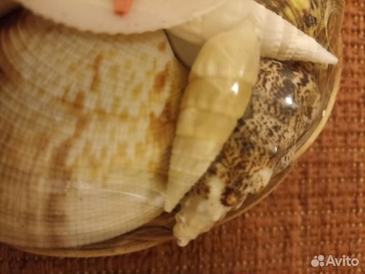 Новый набор ракушек. Вес около 500 гр