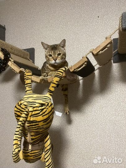 Когтеточки и Комплексы