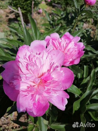 Пионы розовые