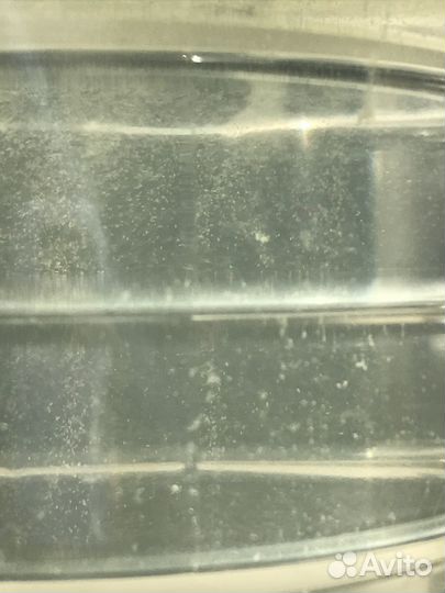 Инфузория для мальков(стартовый корм)