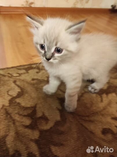 Продается котенок