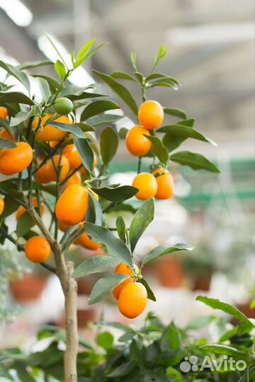 Цитрусы в горшке (лимон,апельсин,кумкват,мандарин)