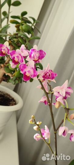Орхидея фаленопсис пелорик/бабочка