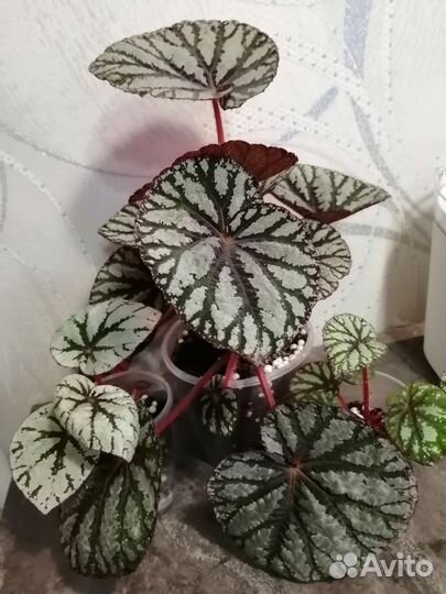 Бегонии Лерекс, детки