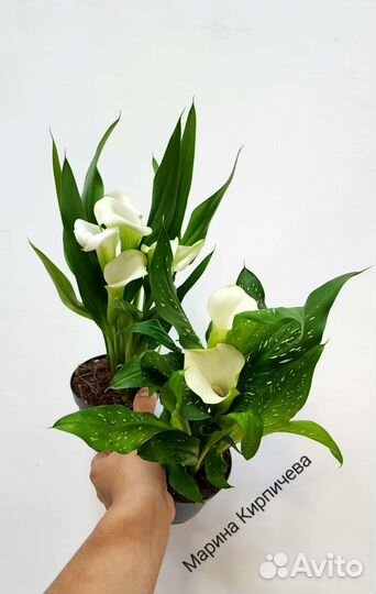 Калла (Zantedeschia) White