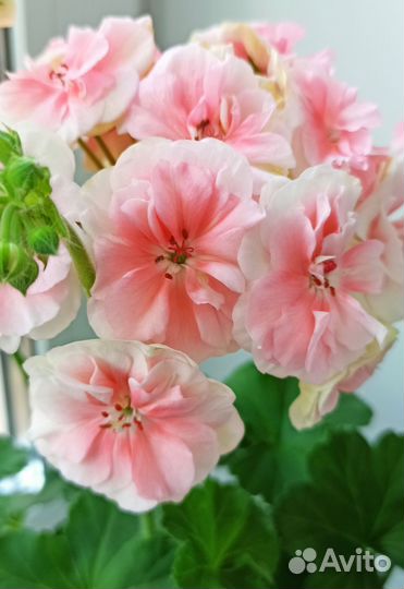 Пеларгония герань сортовая