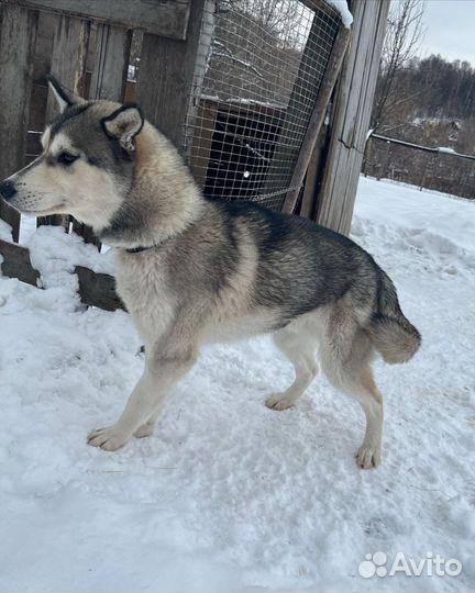 Хаски в добрые руки