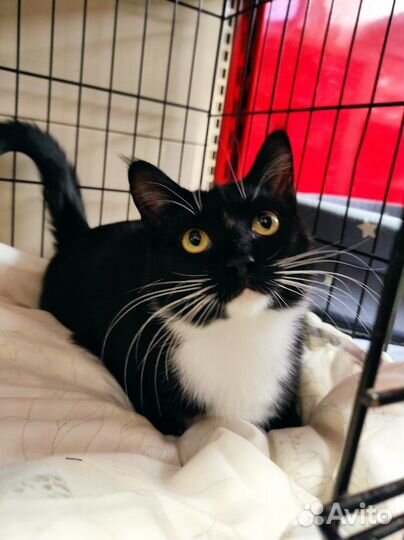 Видео Ласкушка топотушка еще нет года стерильна