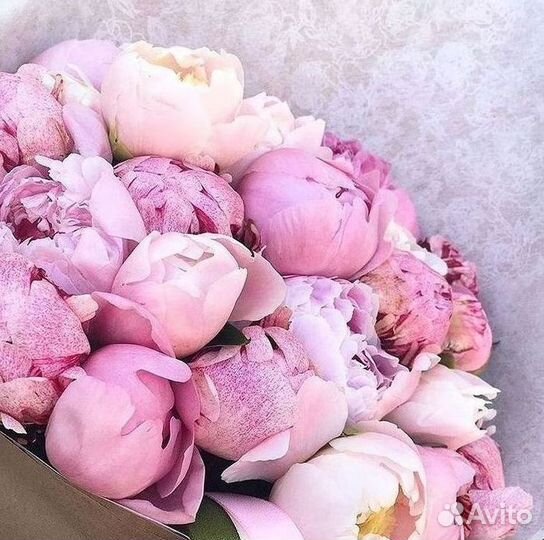 Пионы Букеты Цветы Доставка
