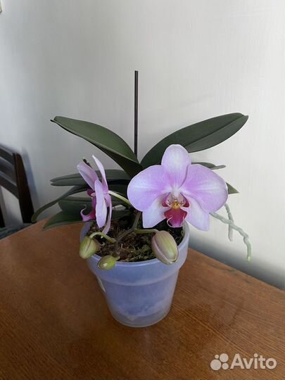 Орхидея фаленопсис