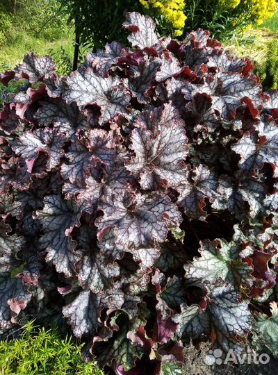 Садовые растения