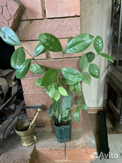 Гуайява желтая