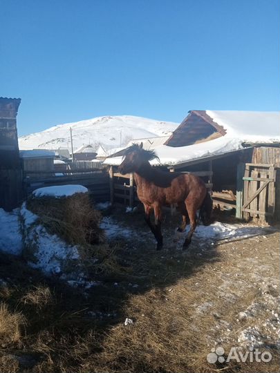 Жеребец башкирской породы
