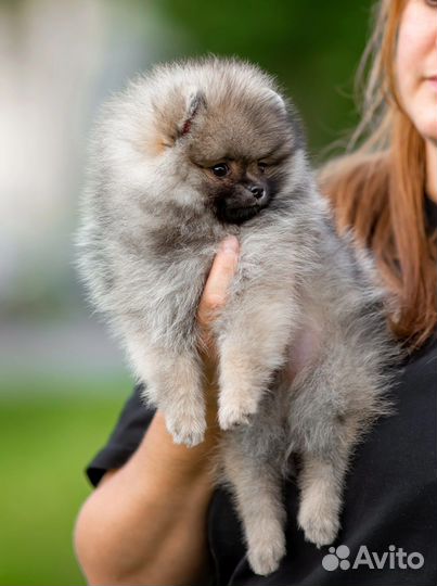 Шпиц девочка мини