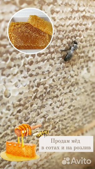 Мёд, мёд в сотах В наличии