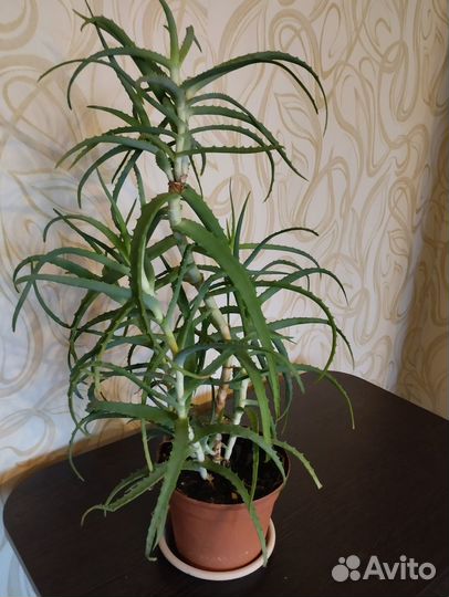 Алоэ лечебный