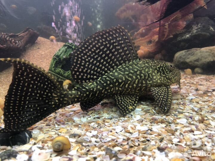 Парчовый сом, прилипало