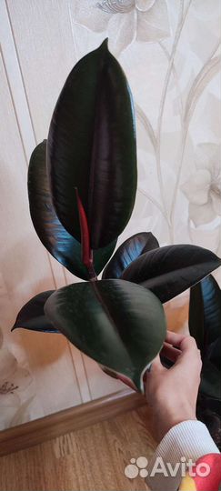 Фикус Абиджан