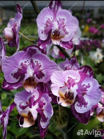 Орхидея Бабочка