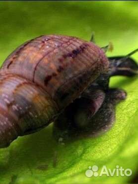 Улитки аквариумные мелания