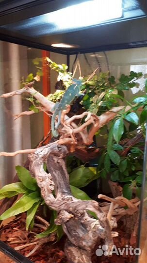 Профессиональное обслуживание аквариумов и террари