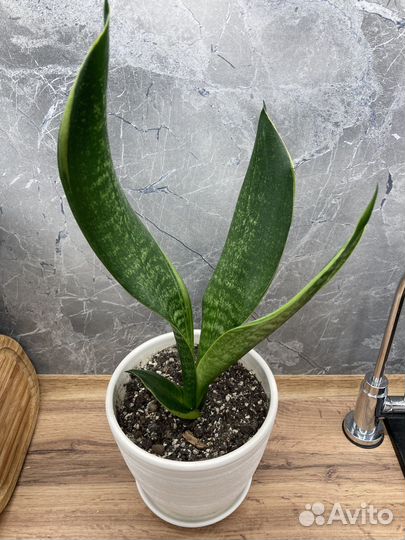 Сансевиерия голден флейм