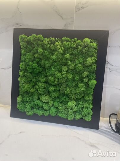 Пано из стабилизированного мха