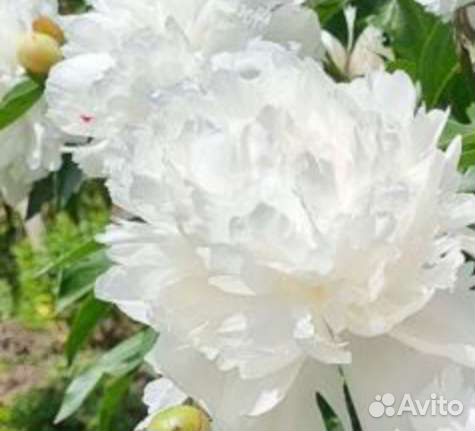 Пионы саженцы
