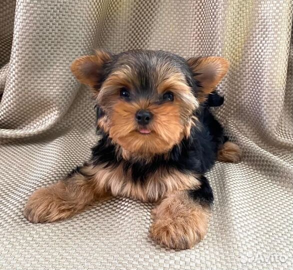 Йоркширский терьер