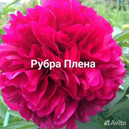 Корни пионов