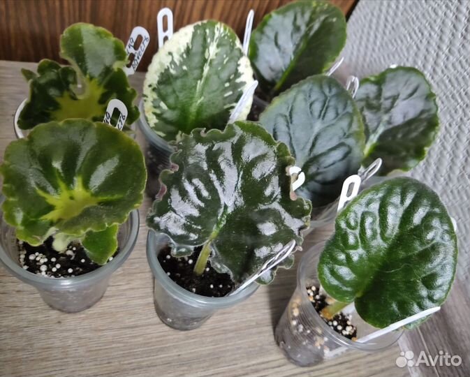 Фиалки сортовые набор #3, #4