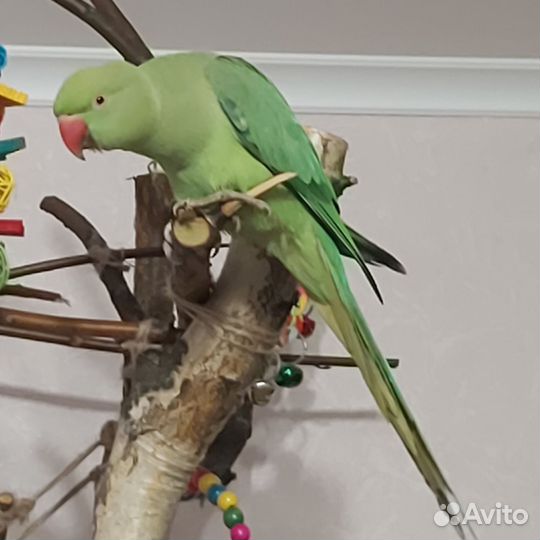 Ручной.Ожереловый попугай