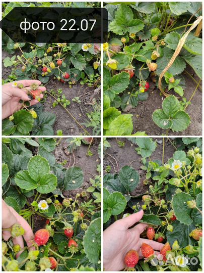 Саженцы ремонтантной клубники