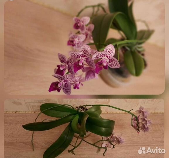 Орхидея фаленопсис mini