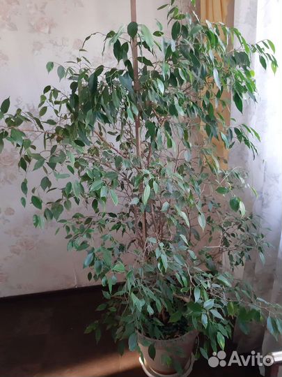Фикус бенджамина большой