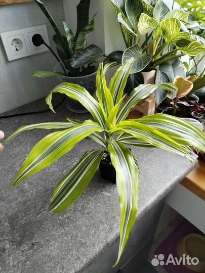 Драцена, церопегия и ароидные