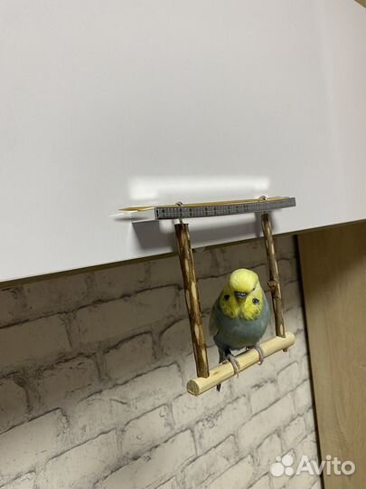 Качели для волнистых попугайчиков