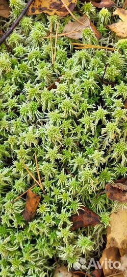 Мох сфагнум