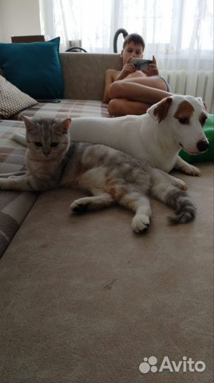 Кошка британка в добрые руки